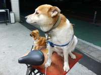 070821twodogs.jpg